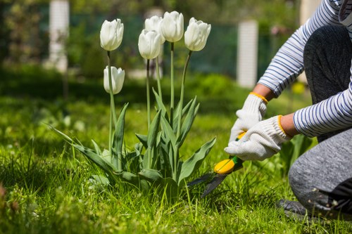 Professional pruning and canopy maintenance for a London property
