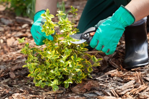 Trained arborist team using protective equipment